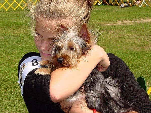 Silky Terrier Puppies breeder image 1