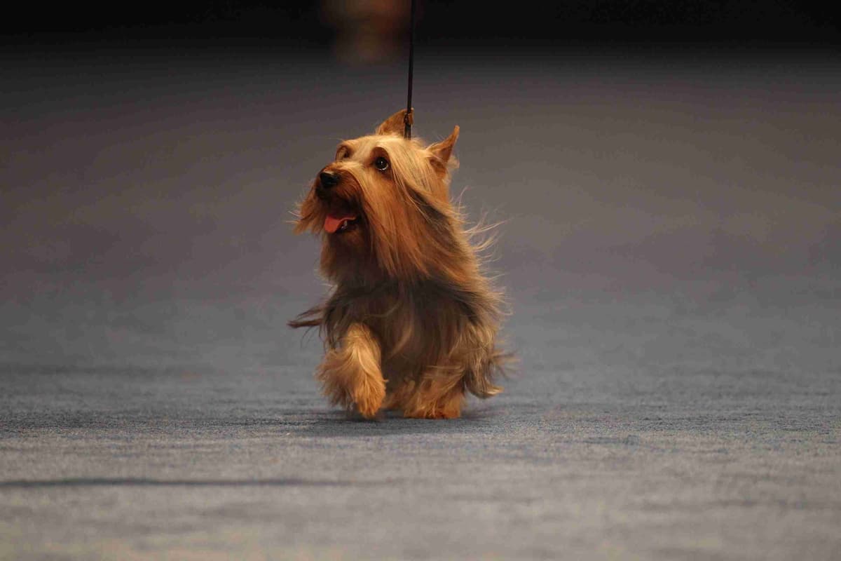 Silky Terrier Puppies breeder image 2