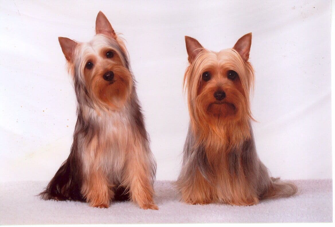 Silky Terrier Puppies breeder image 3