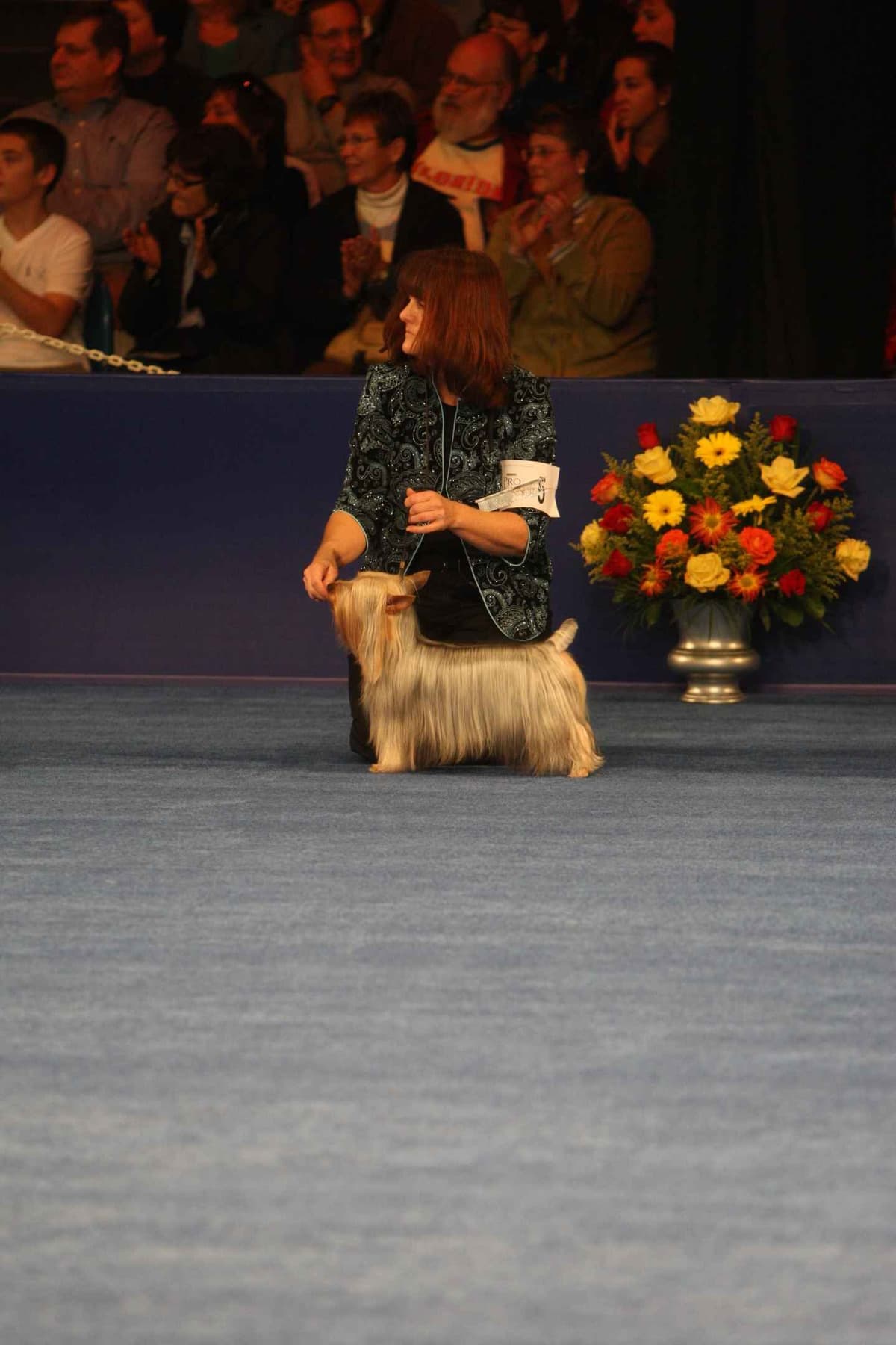 Silky Terrier Puppies breeder image 5