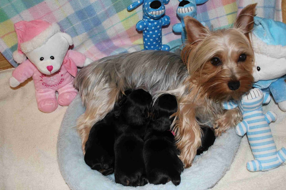 Silky Terrier Puppies breeder image 8