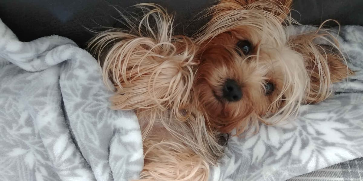 Silky Terrier Puppies breeder image 7