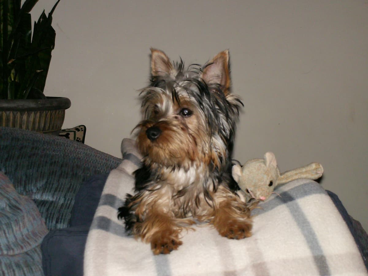 Silky Terrier Puppies breeder image 12