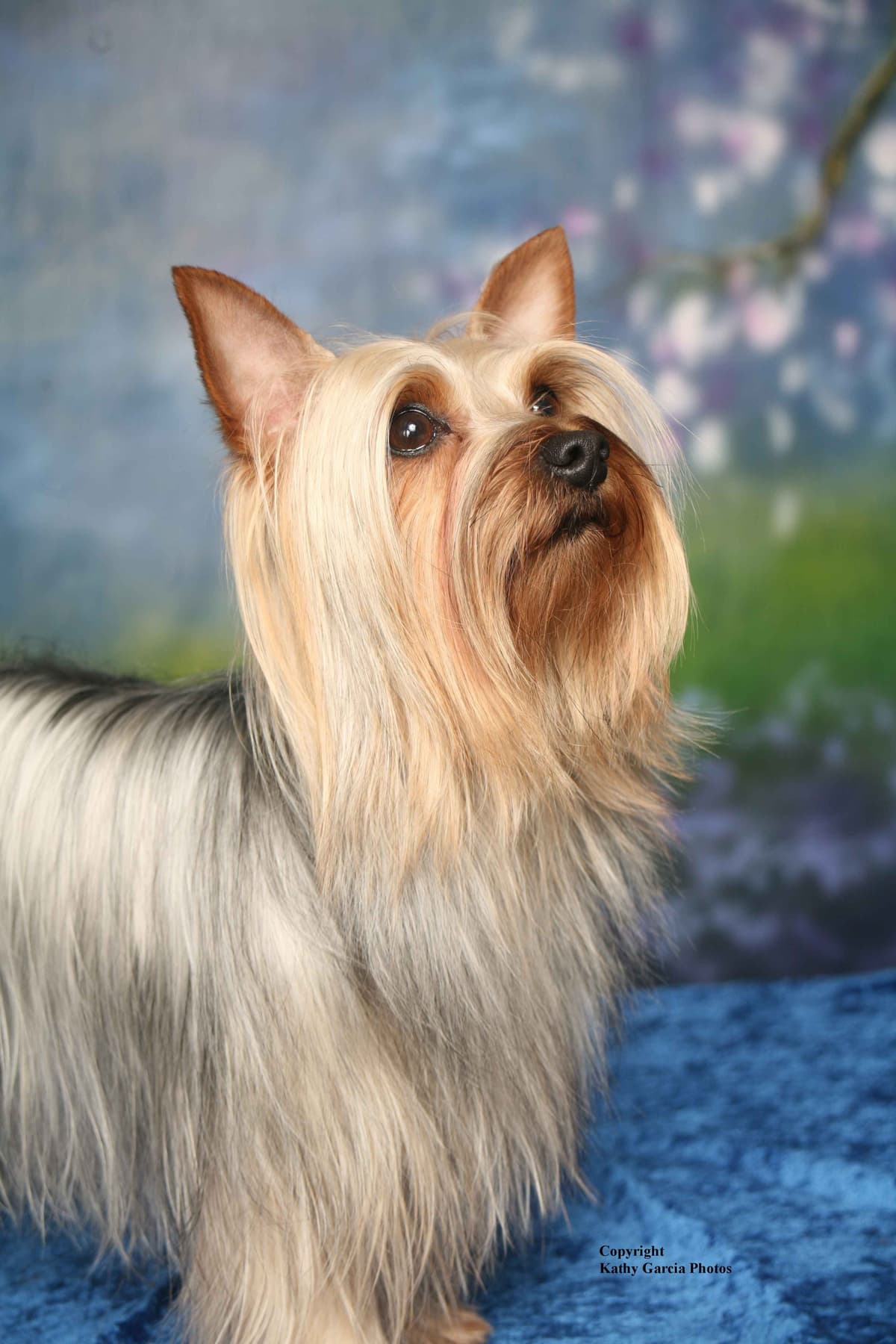 Silky Terrier Puppies breeder image 15
