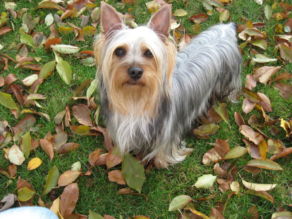 Silky Terrier Puppies breeder image 16