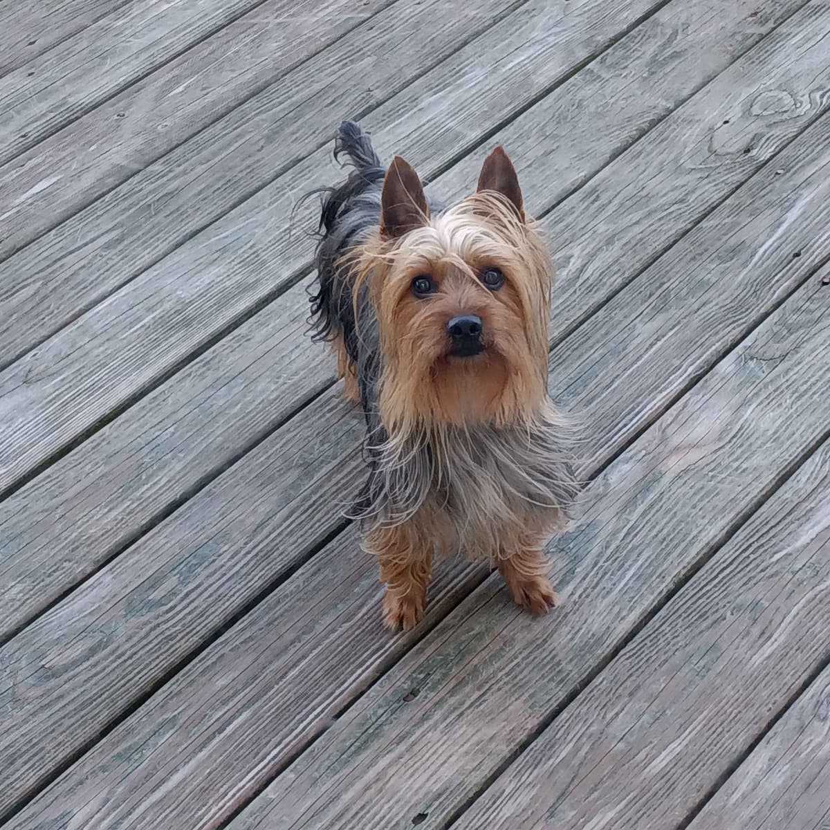 Silky Terrier Puppies breeder image 18