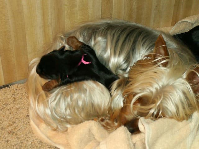 Silky Terrier Puppies media 2