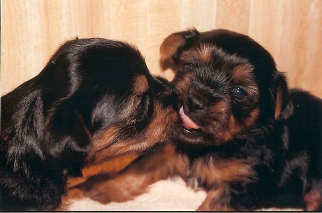 Silky Terrier Puppies media 3