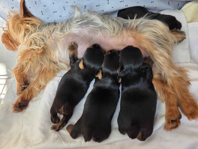 Silky Terrier Puppies media 4