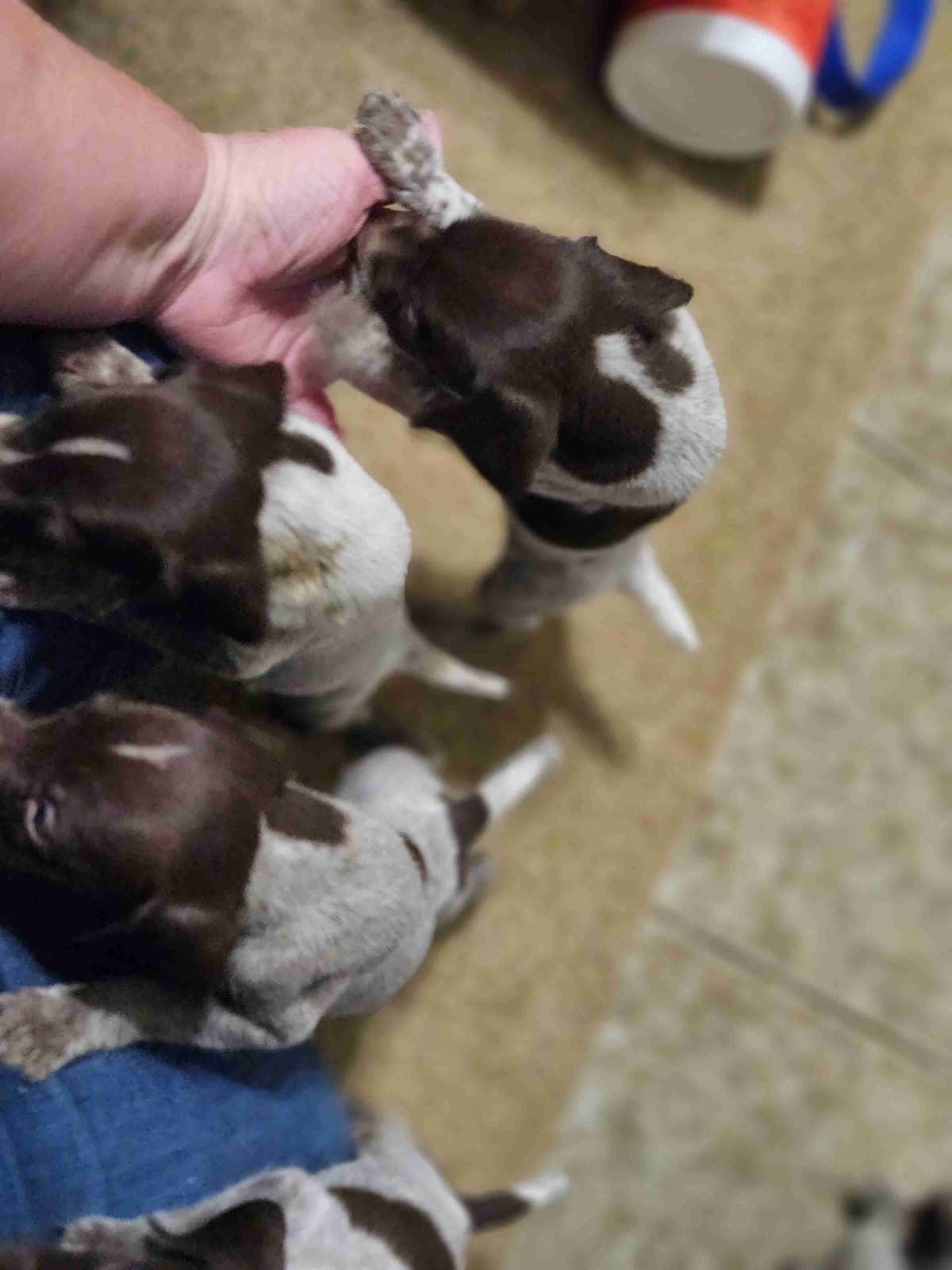 German Shorthaired Pointer Puppies breeder image 2