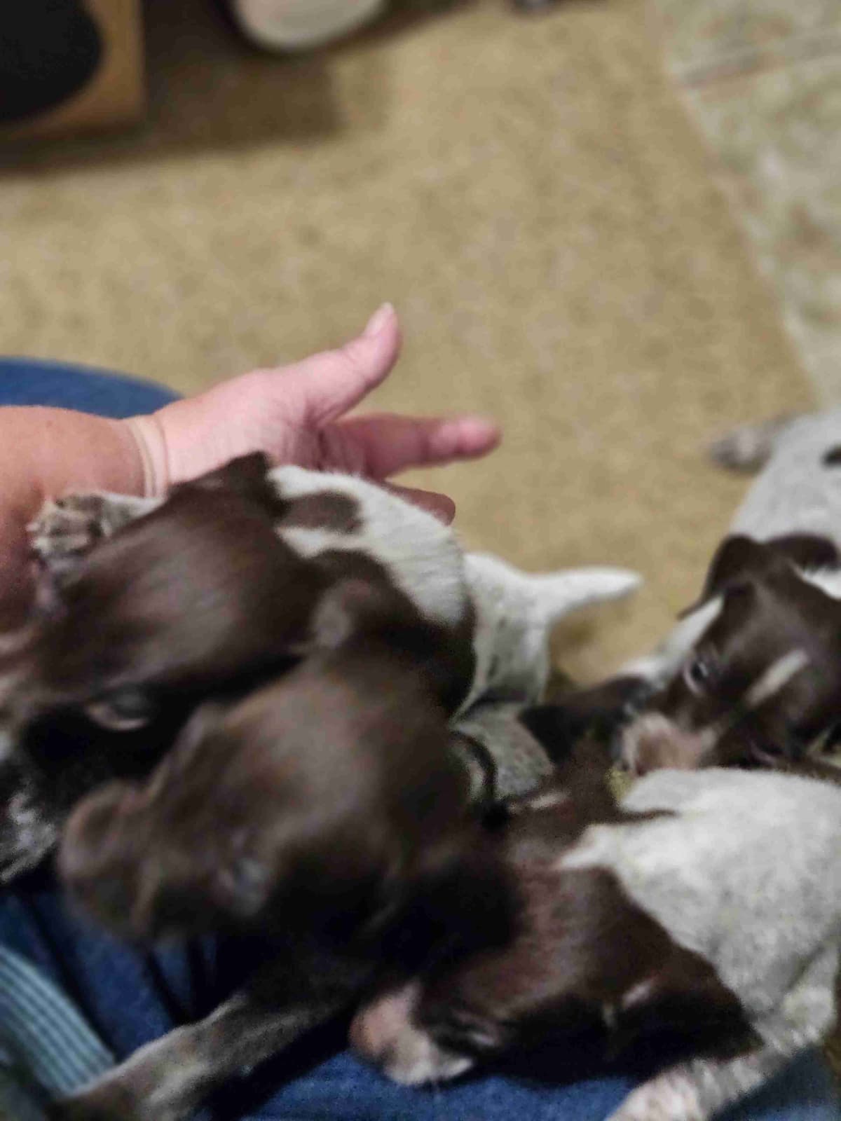 German Shorthaired Pointer Puppies breeder image 1