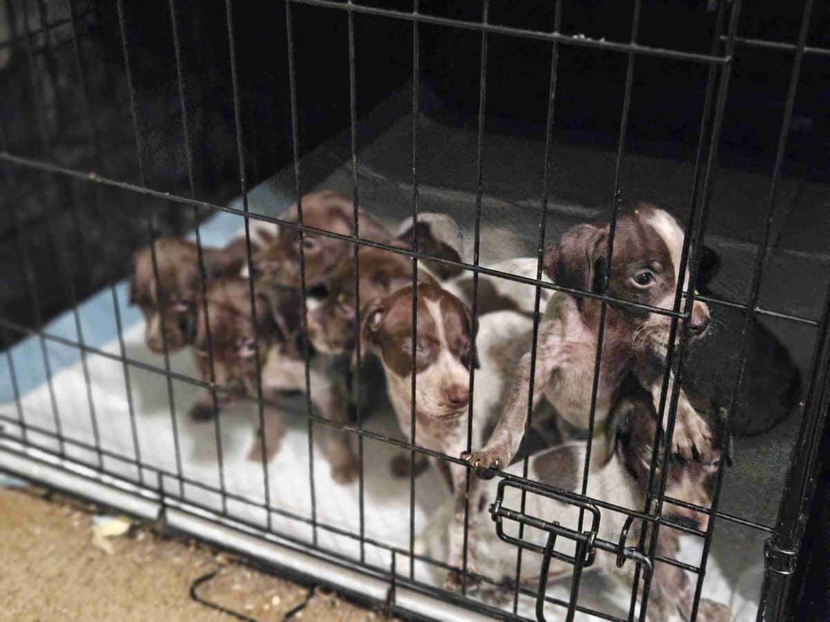 German Shorthaired Pointer Puppies breeder image 3