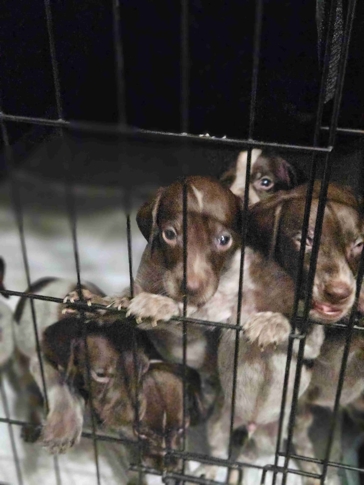 German Shorthaired Pointer Puppies breeder image 4