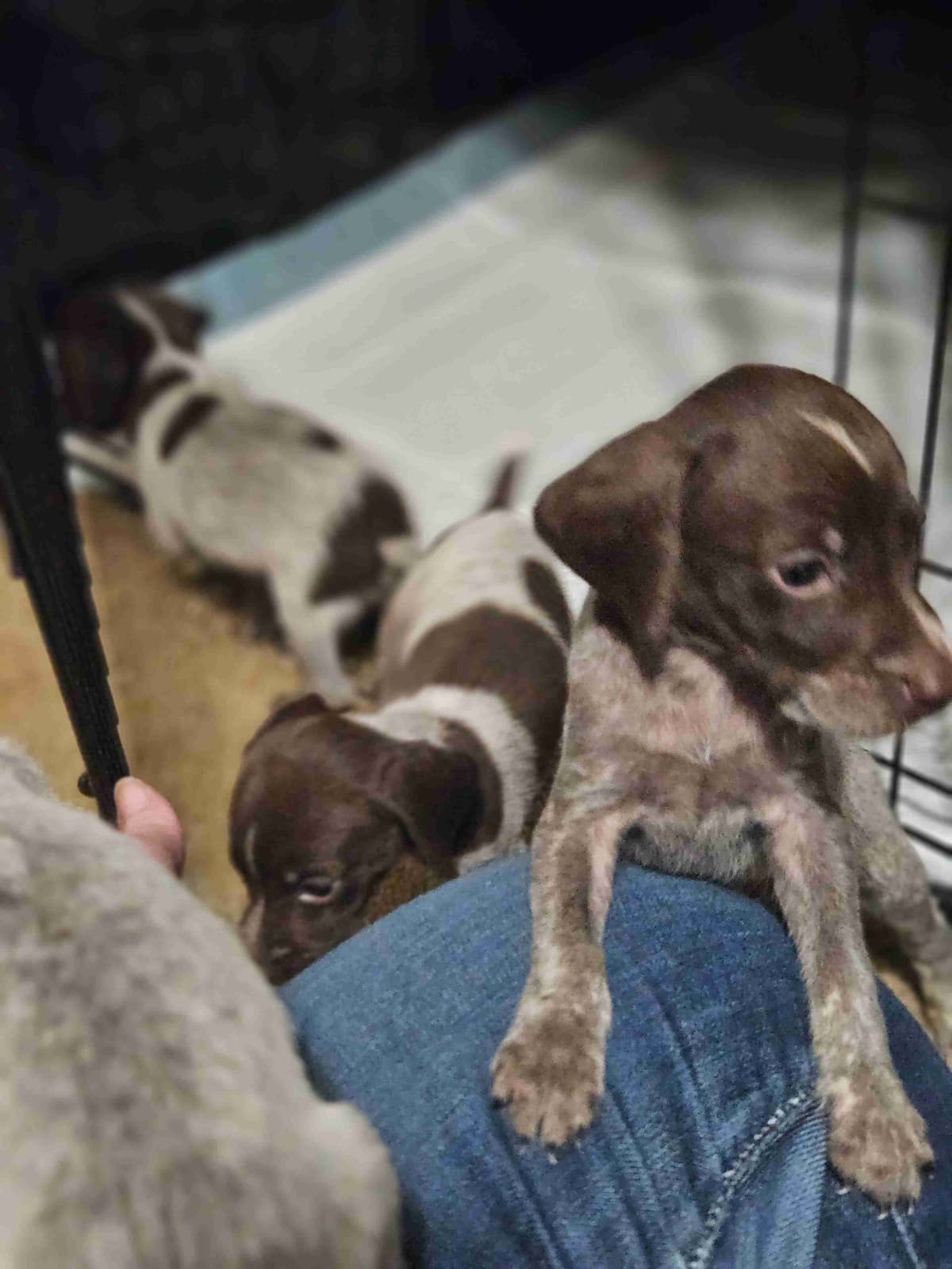 German Shorthaired Pointer Puppies breeder image 5