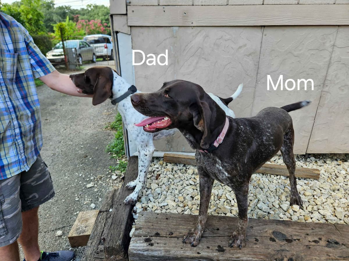 German Shorthaired Pointer Puppies breeder image 6