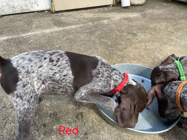 German Shorthaired Pointer Puppies media 2