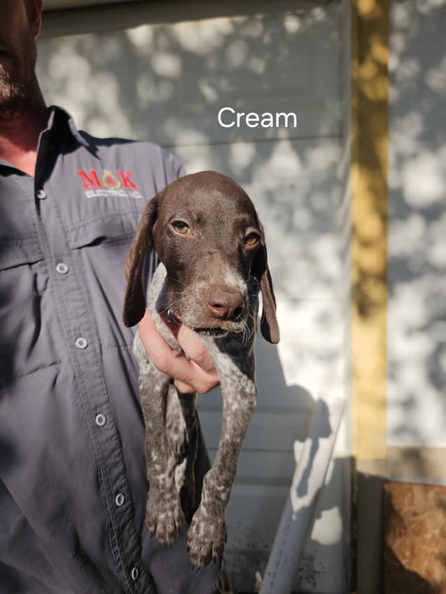 German Shorthaired Pointer Puppies media 4