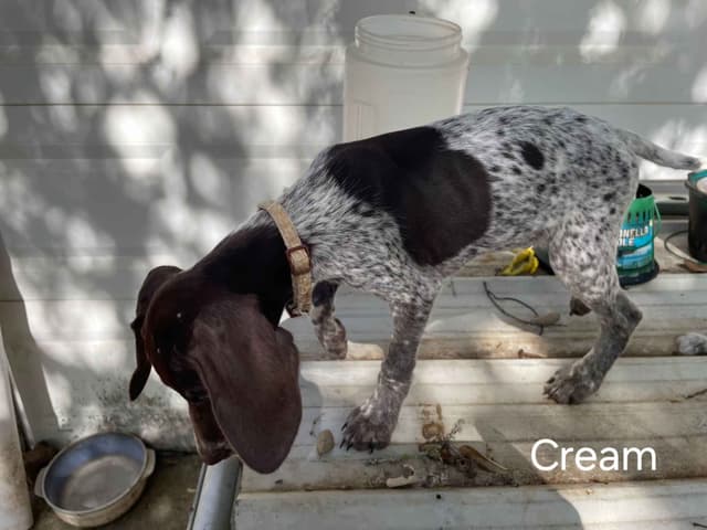 German Shorthaired Pointer Puppies media 3