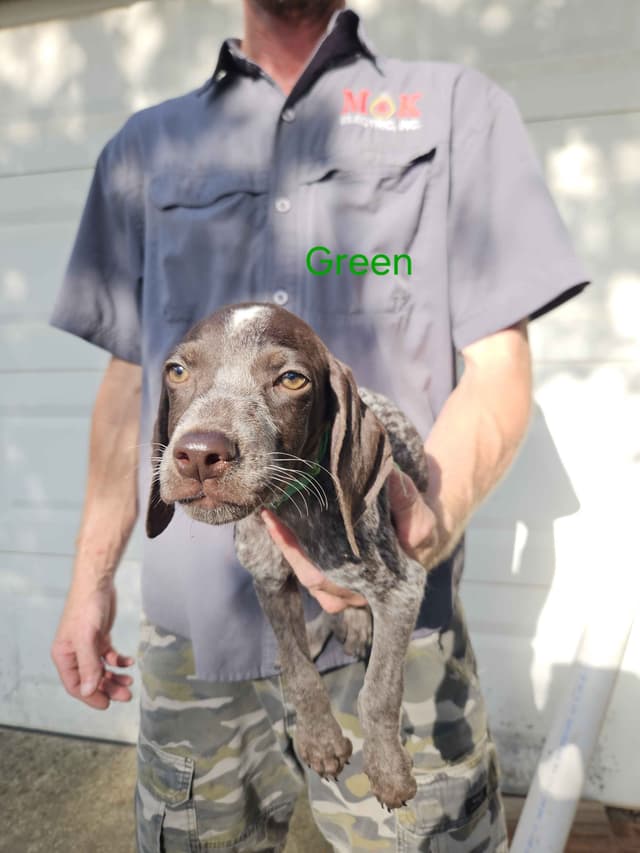 German Shorthaired Pointer Puppies media 6