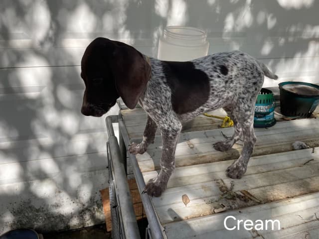 German Shorthaired Pointer Puppies media 7