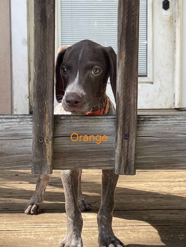 German Shorthaired Pointer Puppies media 8