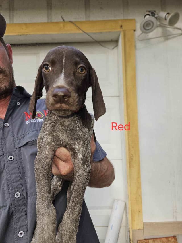 German Shorthaired Pointer Puppies media 9