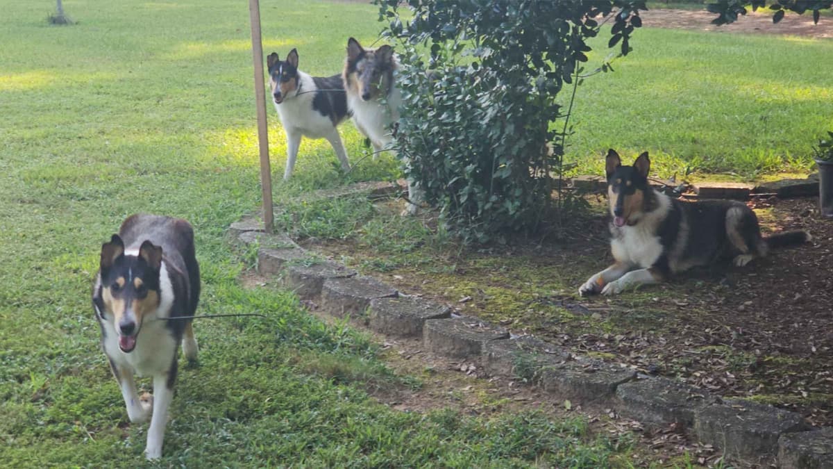 Collie Puppies breeder image 1