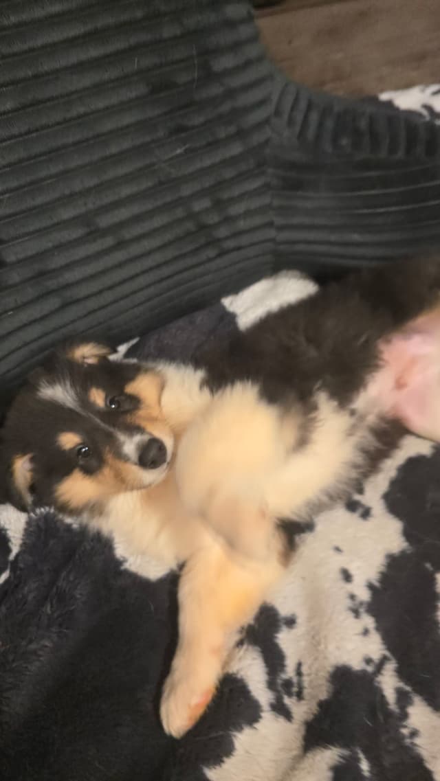 Collie Puppies media 2
