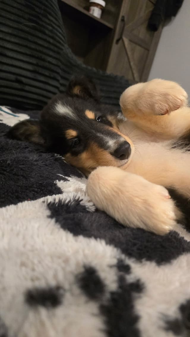 Collie Puppies media 3
