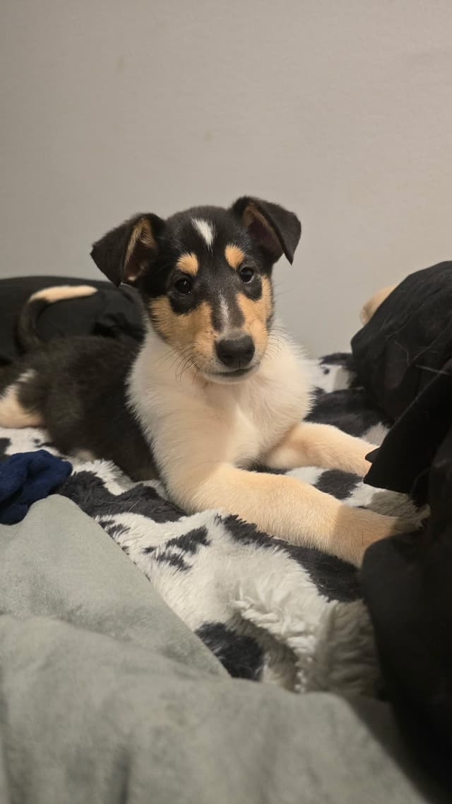 Collie Puppies media 4