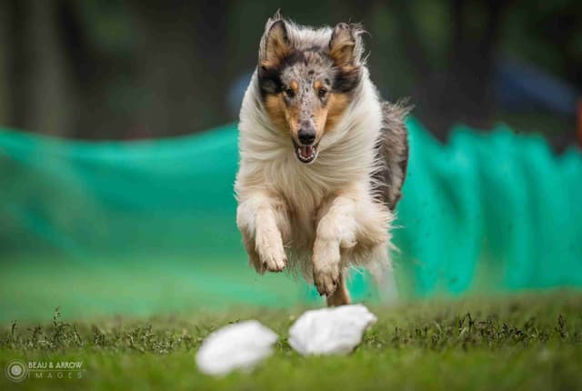 Collie Puppies media 5