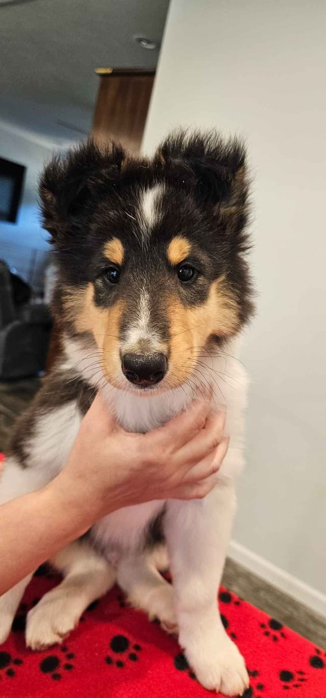 Collie Puppies media 7