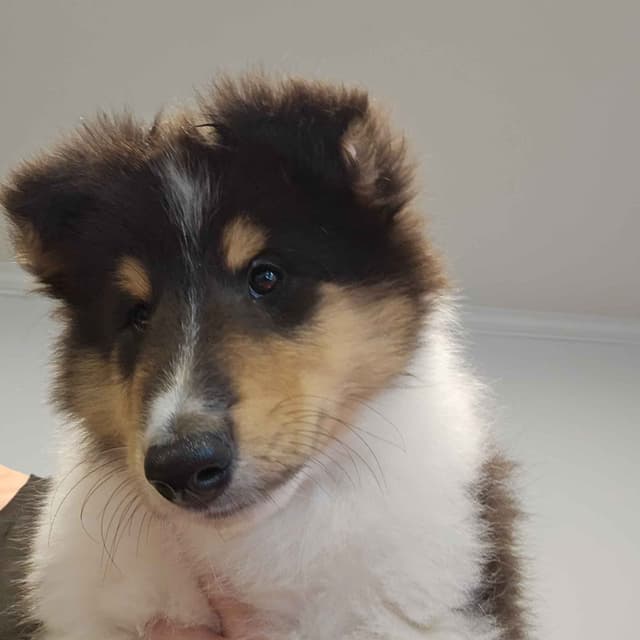 Collie Puppies media 9