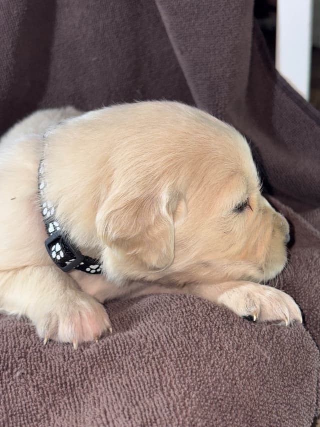 Golden Retriever Puppies media 4