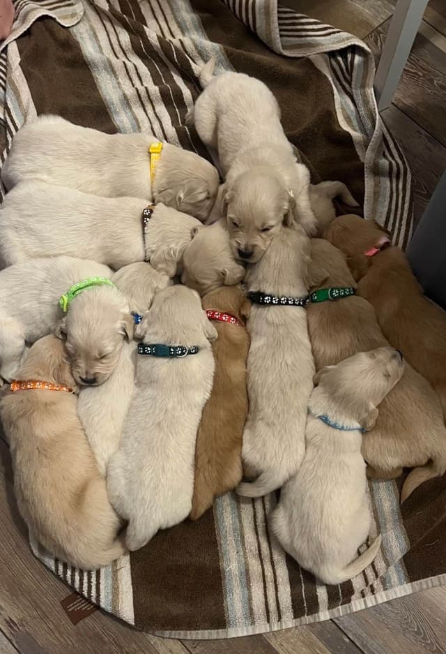 Golden Retriever Puppies media 10