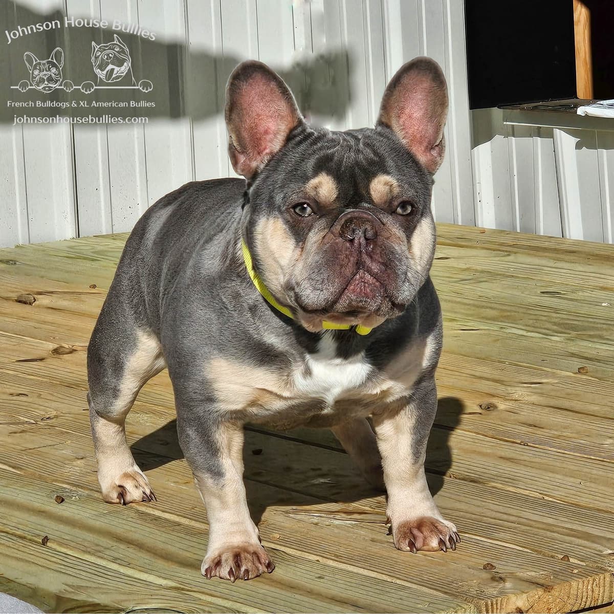 Newshade Isabella & Tan Merle / Newshade Isabella & Tan Health Cleared breeder image 6