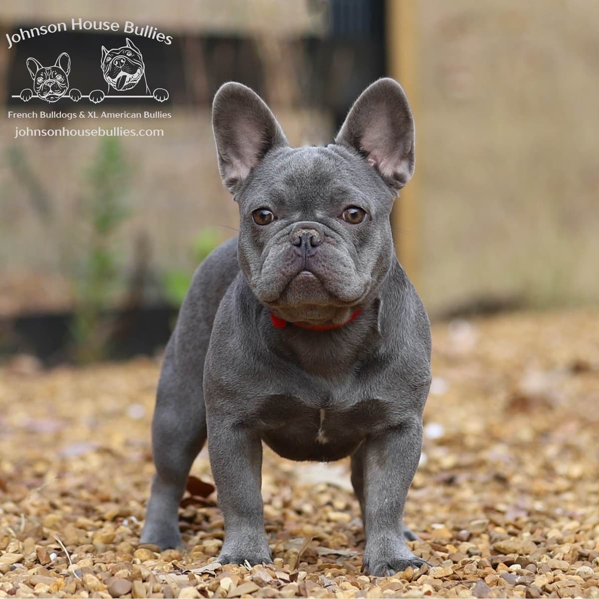 Newshade Isabella & Tan Merle / Newshade Isabella & Tan Health Cleared breeder image 4