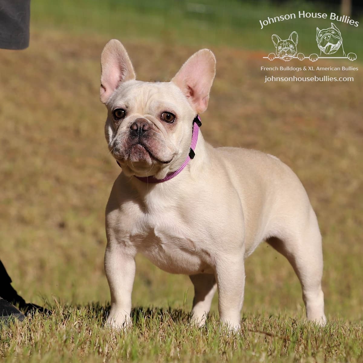 Newshade Isabella & Tan Merle / Newshade Isabella & Tan Health Cleared breeder image 11