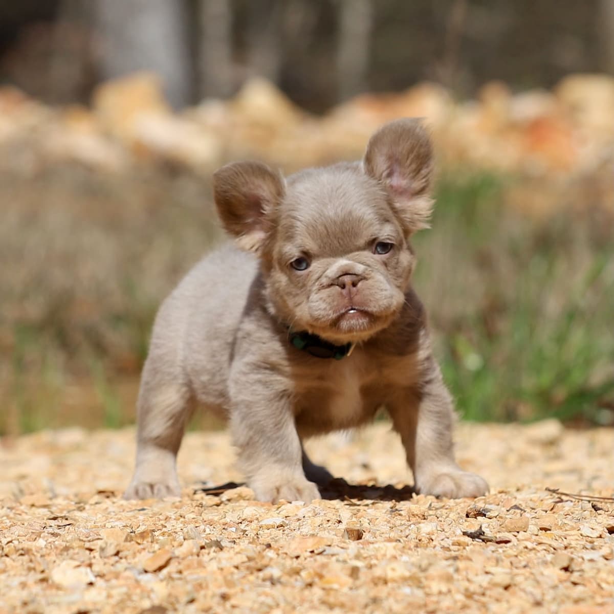 Newshade Isabella & Tan Merle / Newshade Isabella & Tan Health Cleared breeder image 8