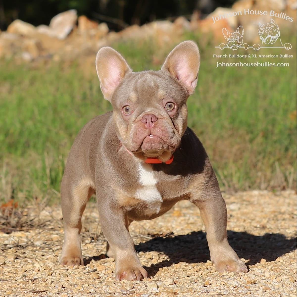Newshade Isabella & Tan Merle / Newshade Isabella & Tan Health Cleared breeder image 5