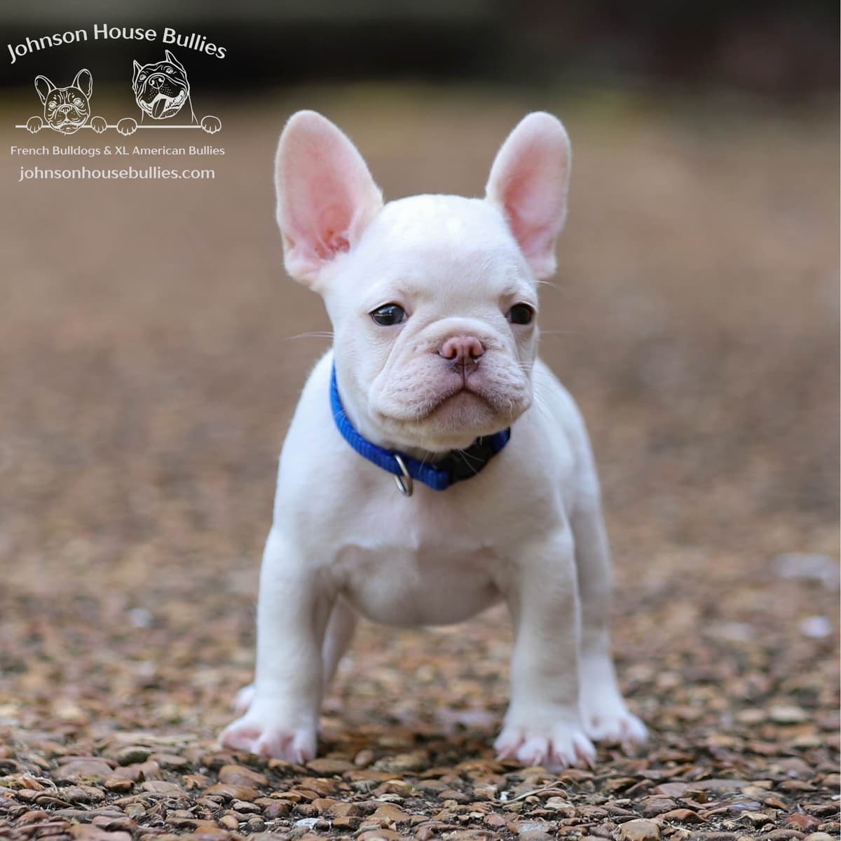 Newshade Isabella & Tan Merle / Newshade Isabella & Tan Health Cleared breeder image 14