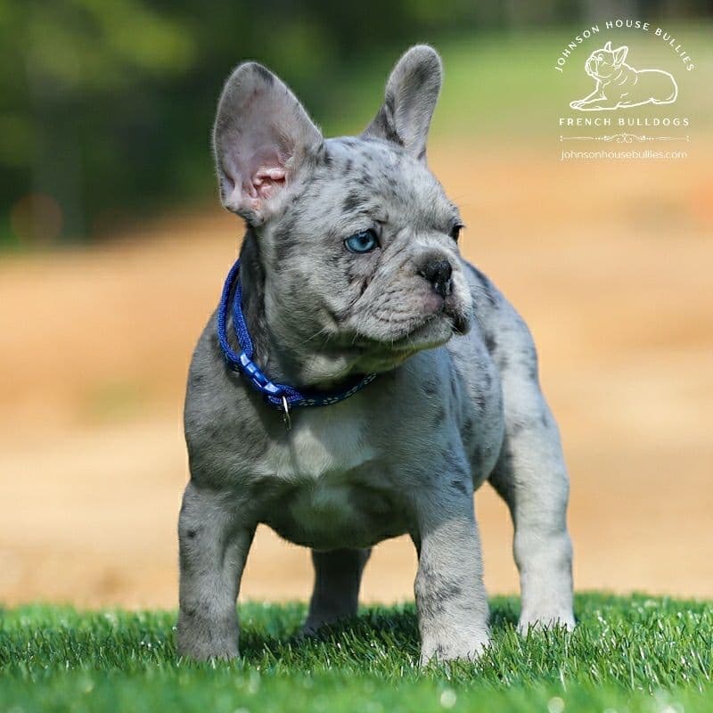 Newshade Isabella & Tan Merle / Newshade Isabella & Tan Health Cleared breeder image 16