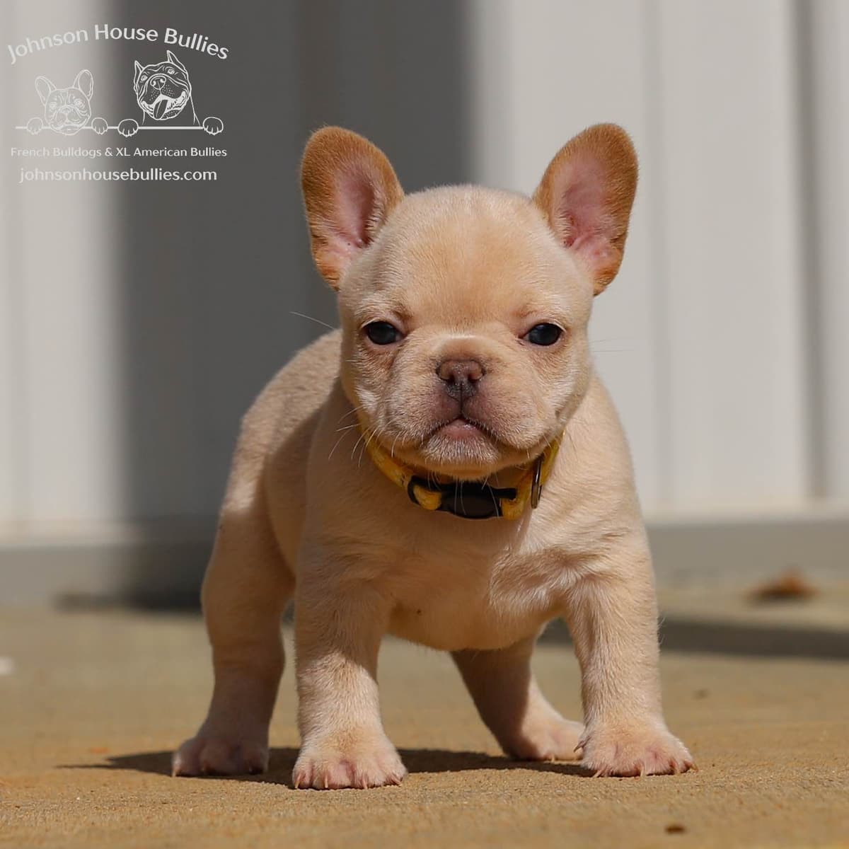 Newshade Isabella & Tan Merle / Newshade Isabella & Tan Health Cleared breeder image 17