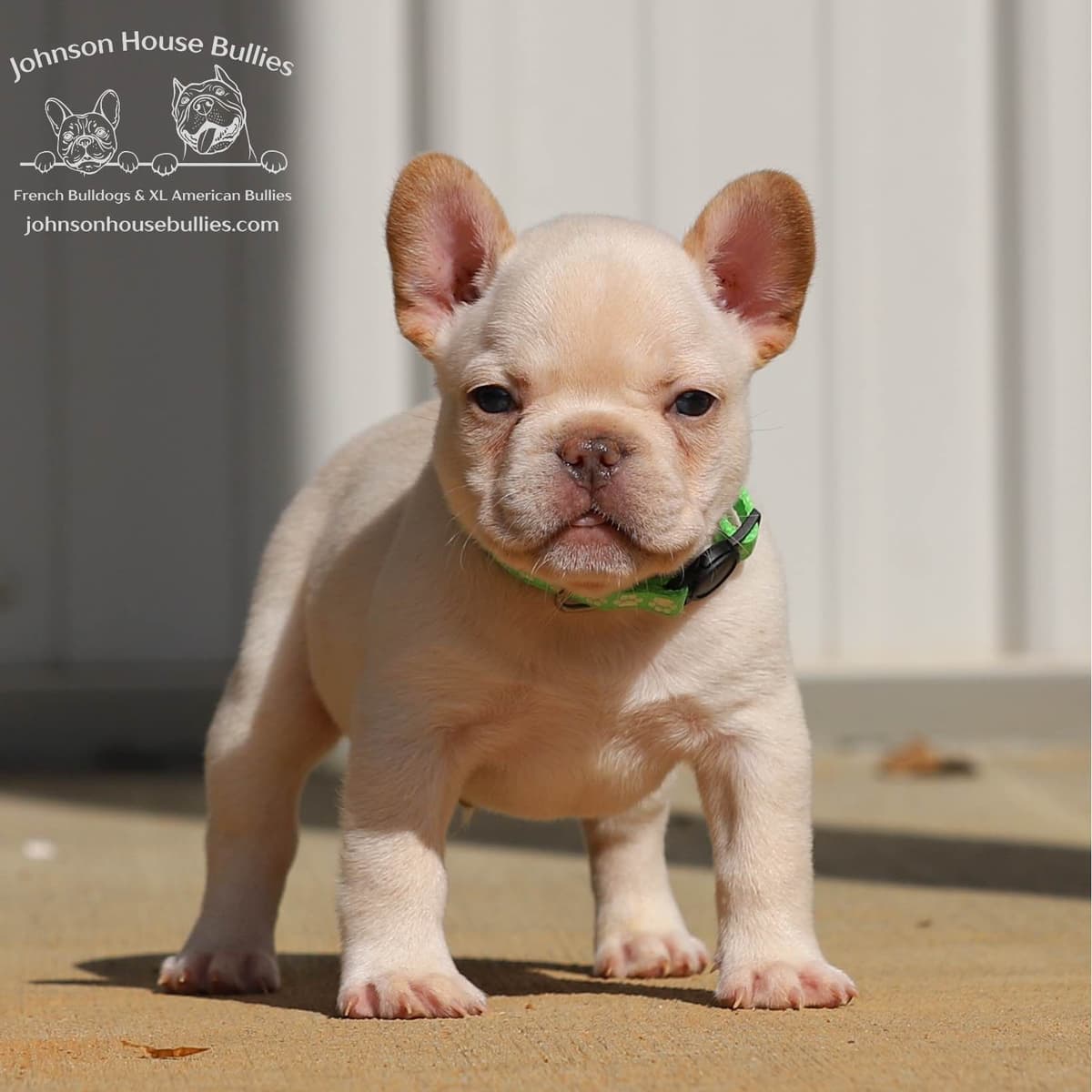 Newshade Isabella & Tan Merle / Newshade Isabella & Tan Health Cleared breeder image 9