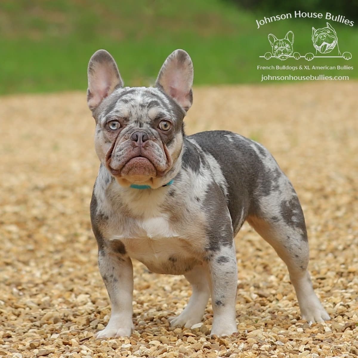 Newshade Isabella & Tan Merle / Newshade Isabella & Tan Health Cleared breeder image 19
