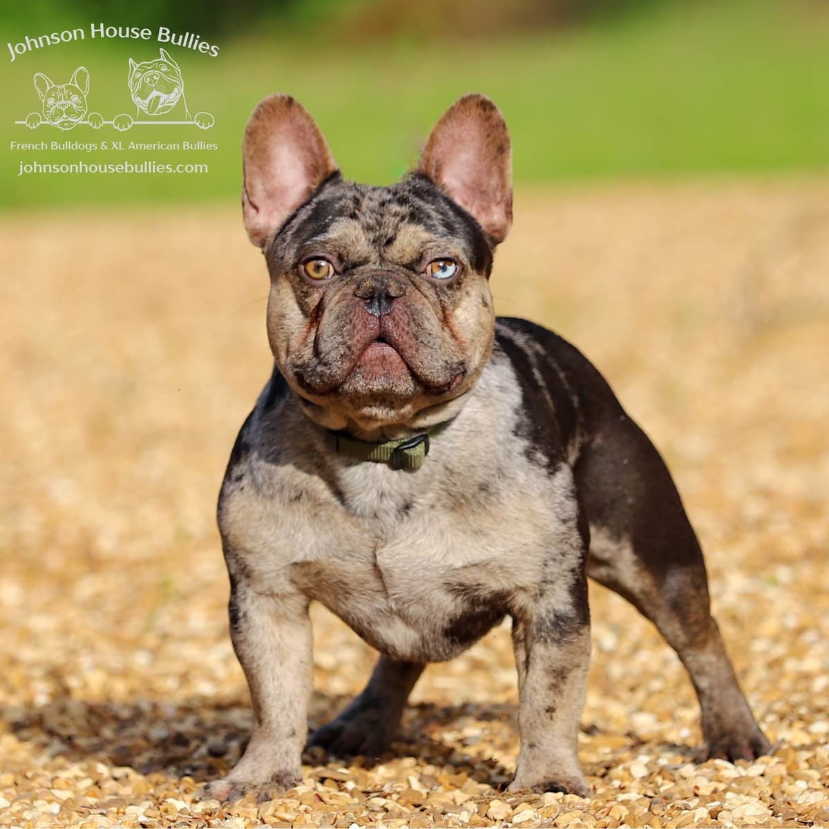 Newshade Isabella & Tan Merle / Newshade Isabella & Tan Health Cleared breeder image 3