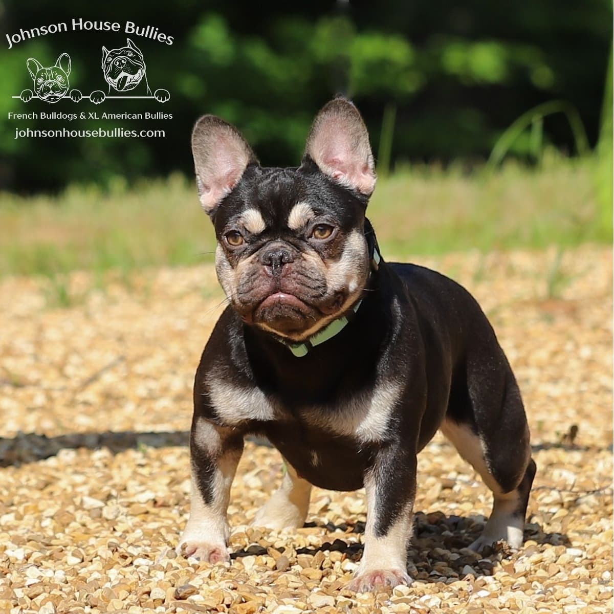 Newshade Isabella & Tan Merle / Newshade Isabella & Tan Health Cleared breeder image 20
