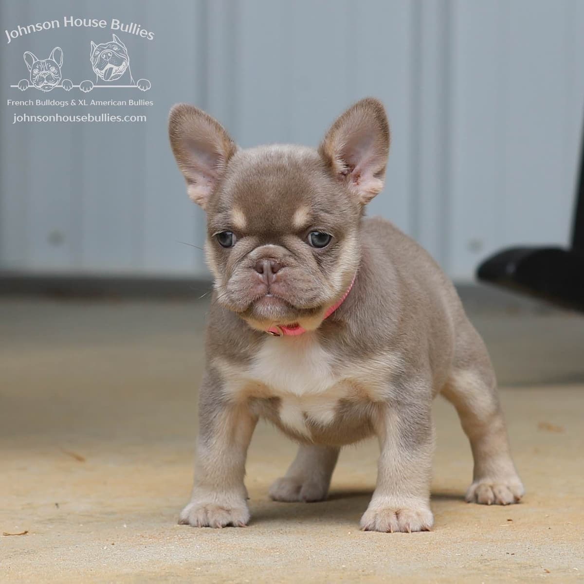 Newshade Isabella & Tan Merle / Newshade Isabella & Tan Health Cleared breeder image 23