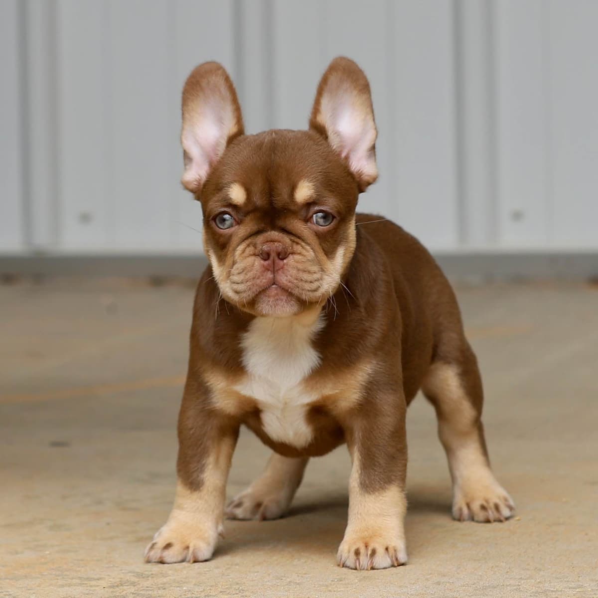Newshade Isabella & Tan Merle / Newshade Isabella & Tan Health Cleared breeder image 12