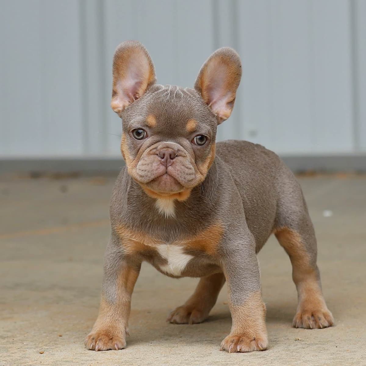 Newshade Isabella & Tan Merle / Newshade Isabella & Tan Health Cleared breeder image 2